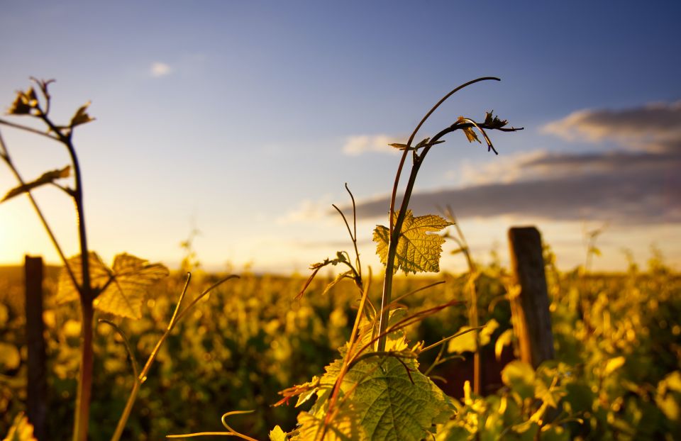 Weinblätter im Sonnenlicht